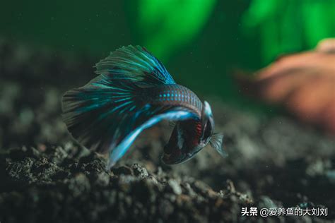 魚打架|觀賞魚為什么打架？8個原因！如何阻止它們？